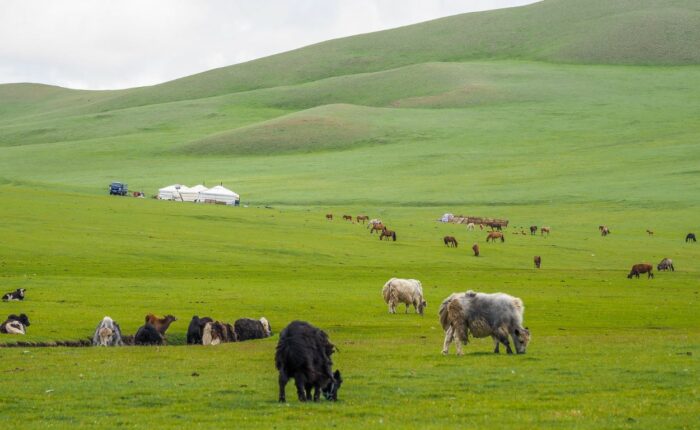 11voyage en Mongolie