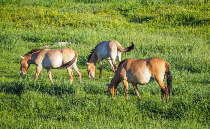 11voyage Mongolie chevaux