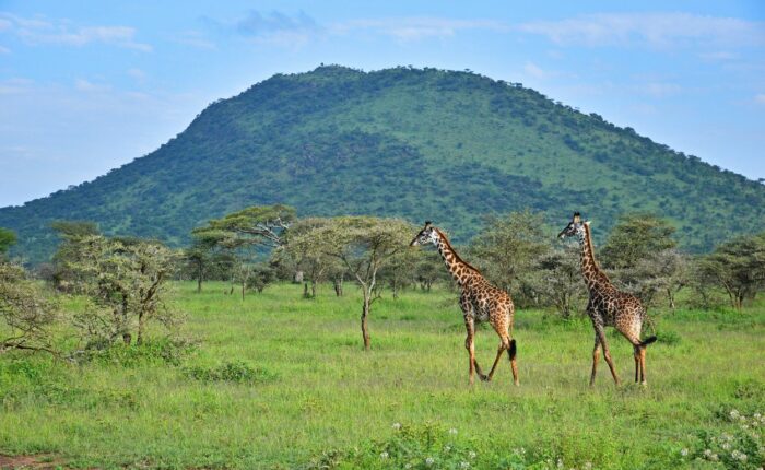 11yogi'trip Tanzanie