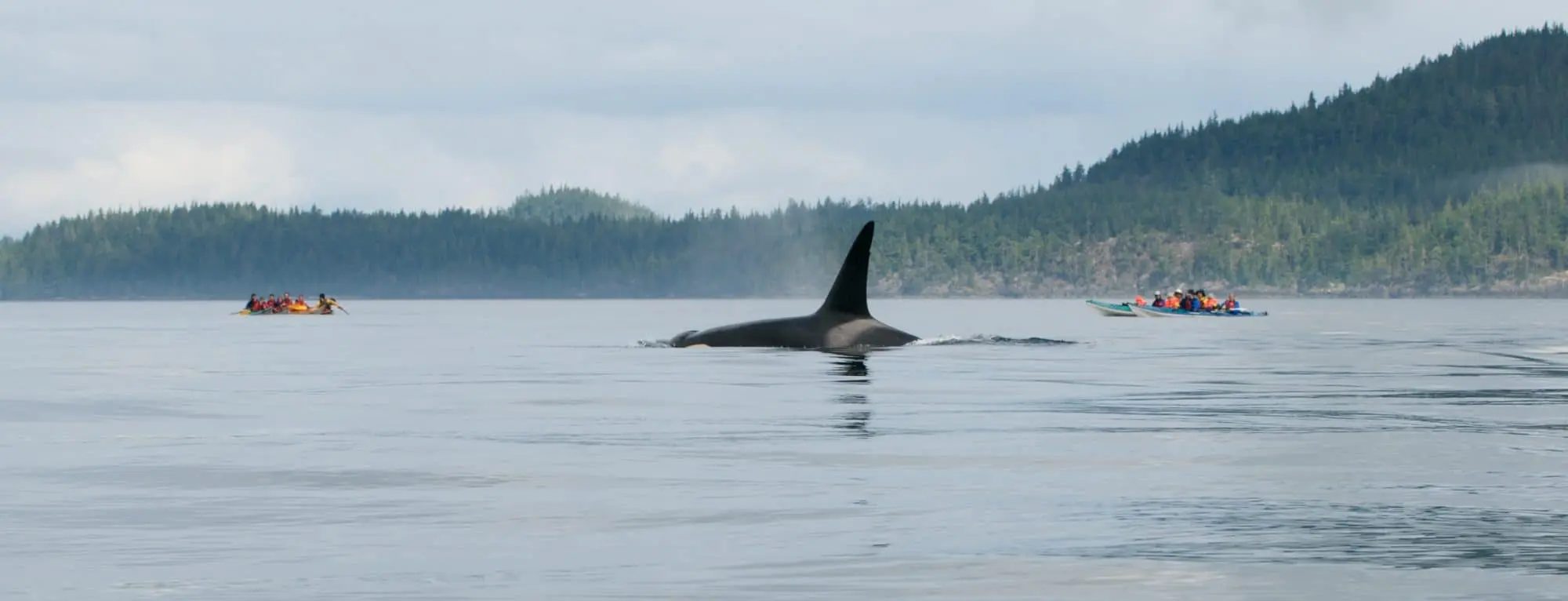11séjour observation orques canada