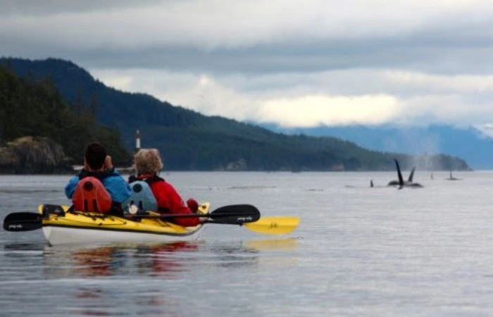 11séjour observation orques canada