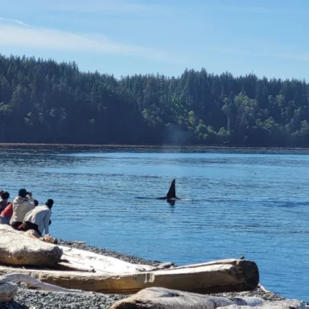 observation des orques au Canada