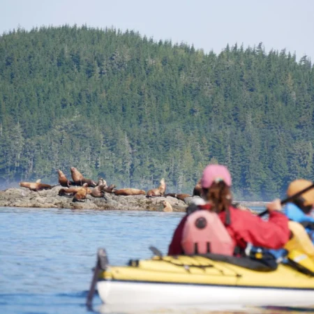 observation des orques au Canada