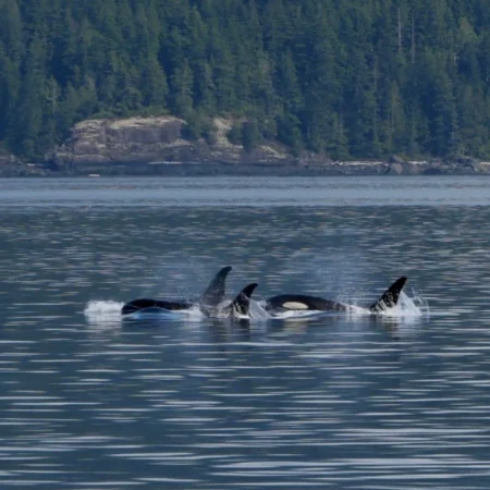 observation des orques au Canada