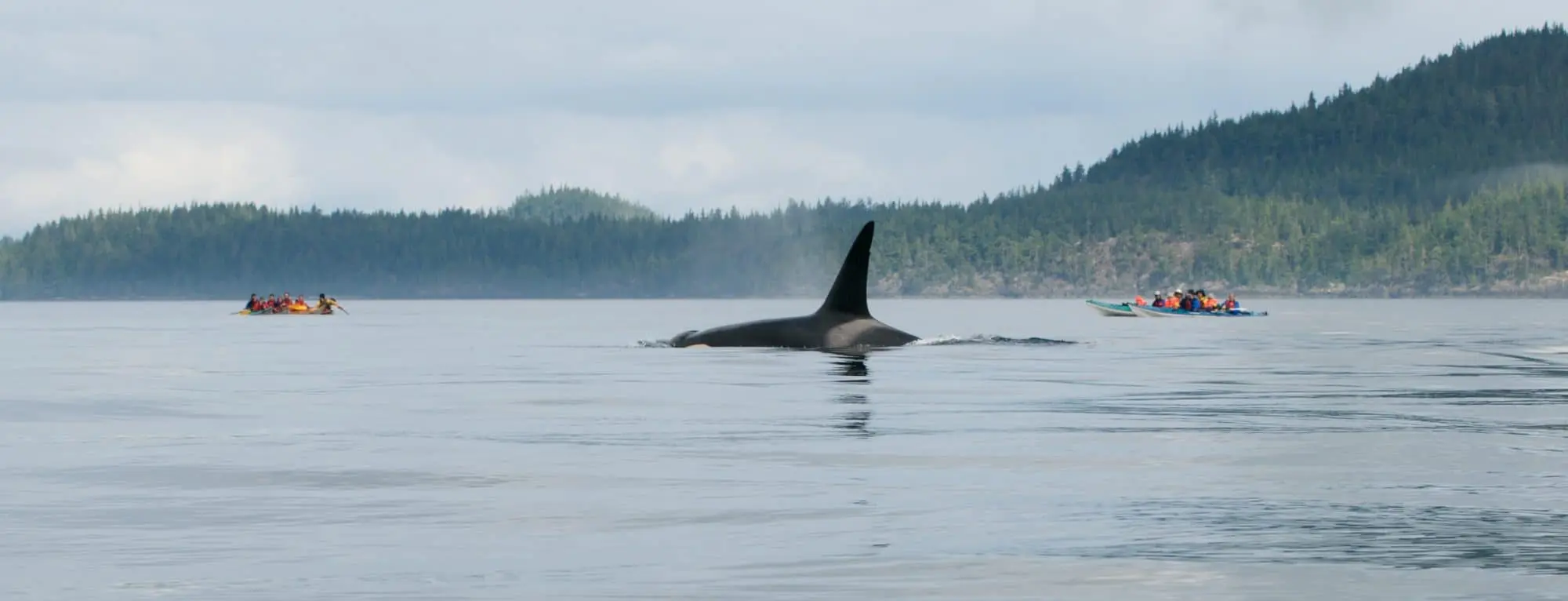 orca tour