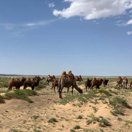 Séjour en mongolie