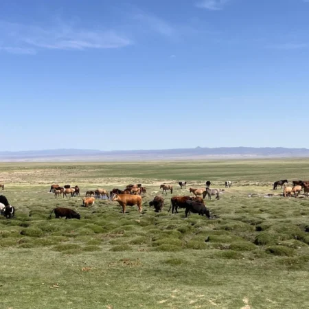 Séjour en mongolie