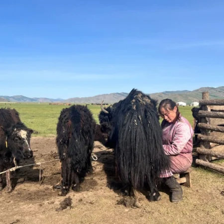 immersion en Mongolie