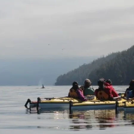 observation des orques au Canada