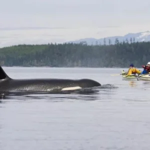 observation des orques au Canada