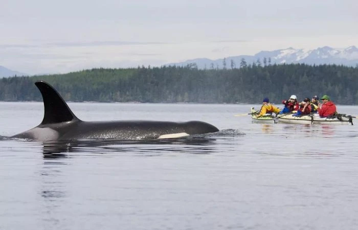 observation des orques au Canada