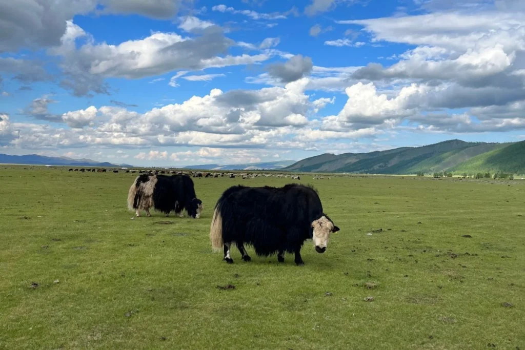 road trip en mongolie