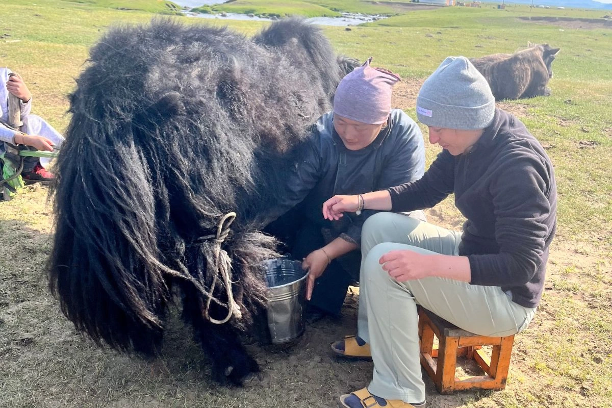 Voyageuses aidant à la traite chez une famille d'éleveurs nomades en Mongolie