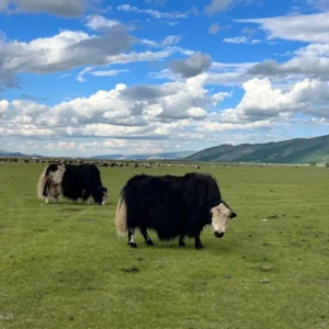 road trip en mongolie
