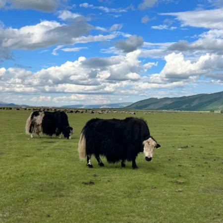 road trip en mongolie