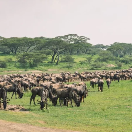 Voyage solidaire en Tanzanie