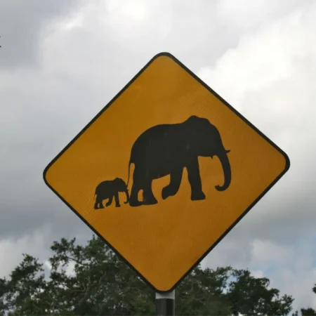 voyage solidaire au sri lanka