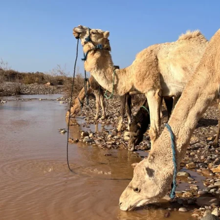 Trek désert Maroc