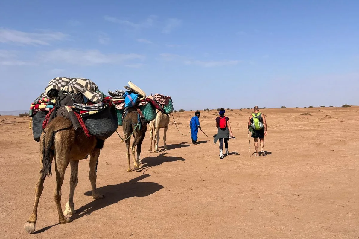 Caravane de dromadaires et marcheurs dans le désert marocain