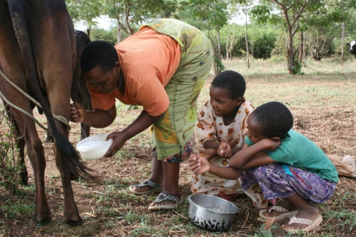 Enfants assistant à la traite avec une habitante, lors d'un voyage en famille en Tanzanie