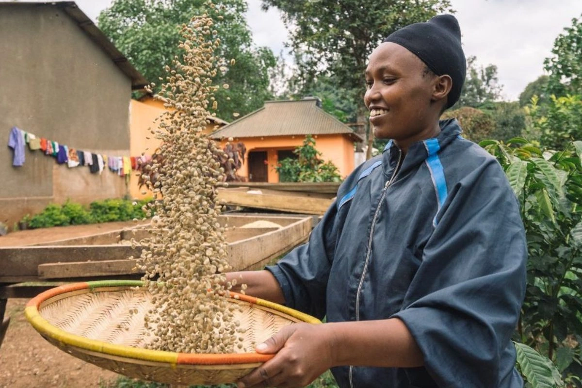 Séchage des grains de café dans une ferme de Tanzanie