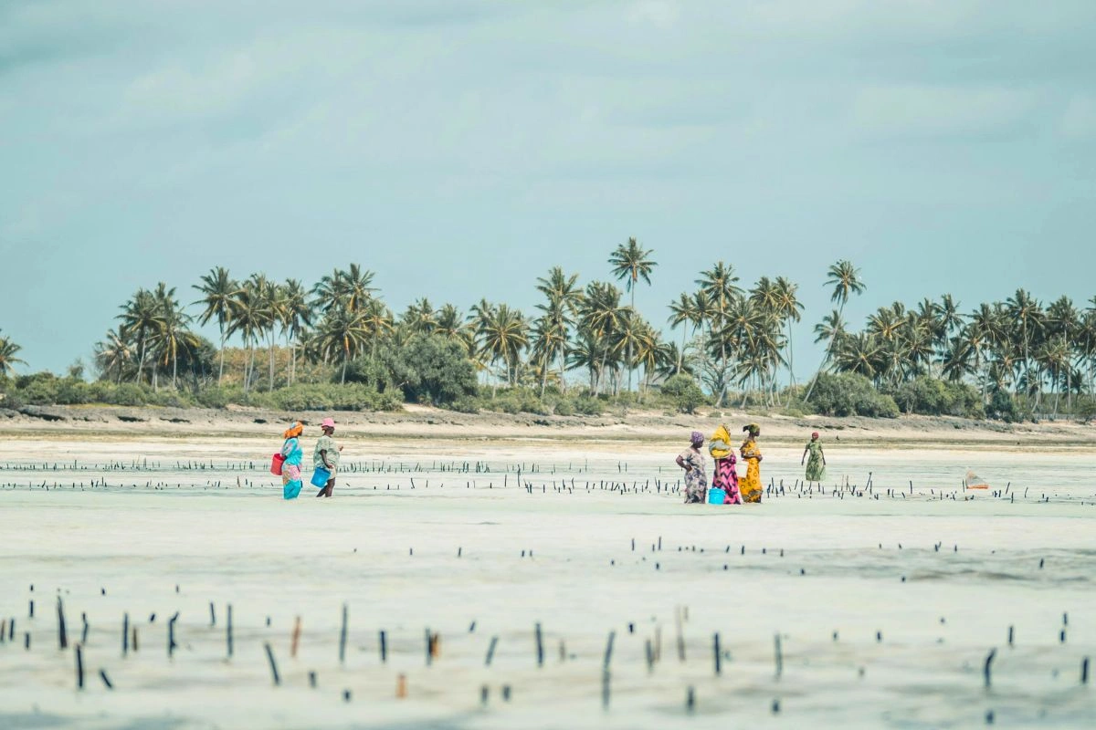 Plage bordée de palmiers à Zanzibar