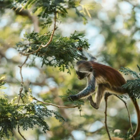 voyage en famille à Zanzibar