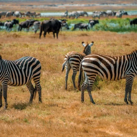 voyage en famille en Tanzanie