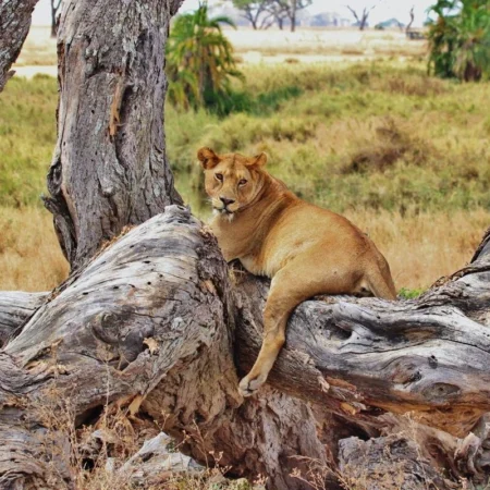 voyage en famille en Tanzanie