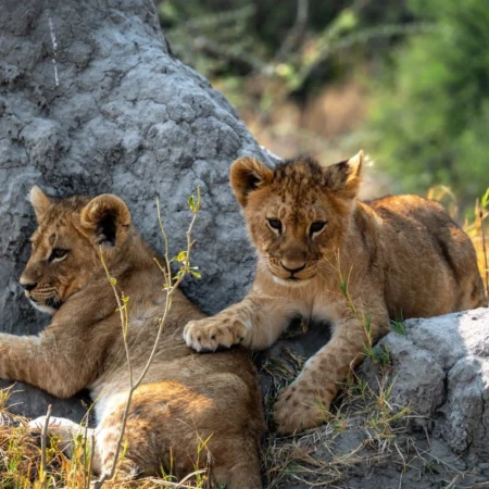 voyage en famille en Tanzanie