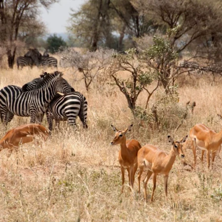safari en Tanzanie