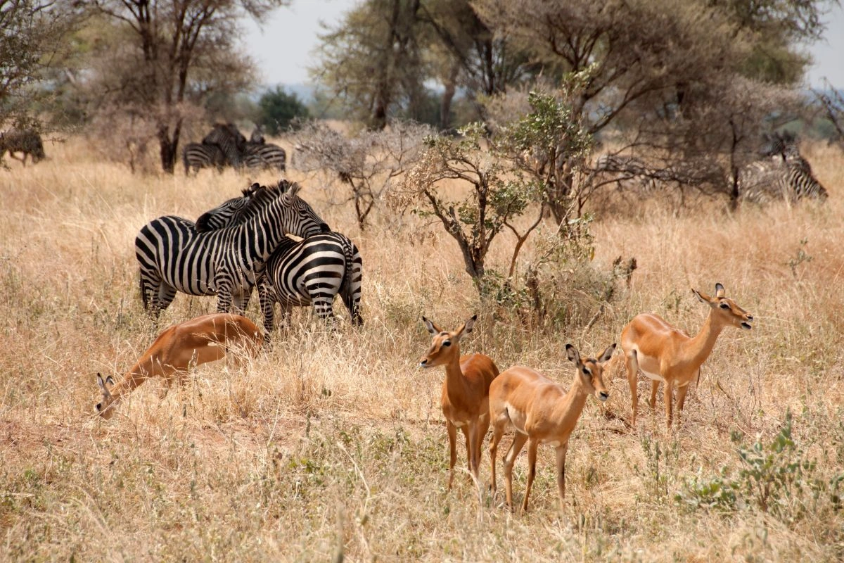 Zèbres et impalas dans la savane du nord de la Tanzanie