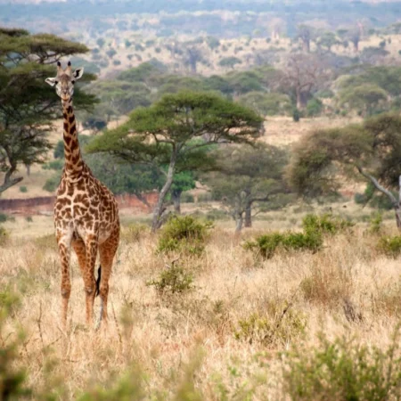 safari en Tanzanie