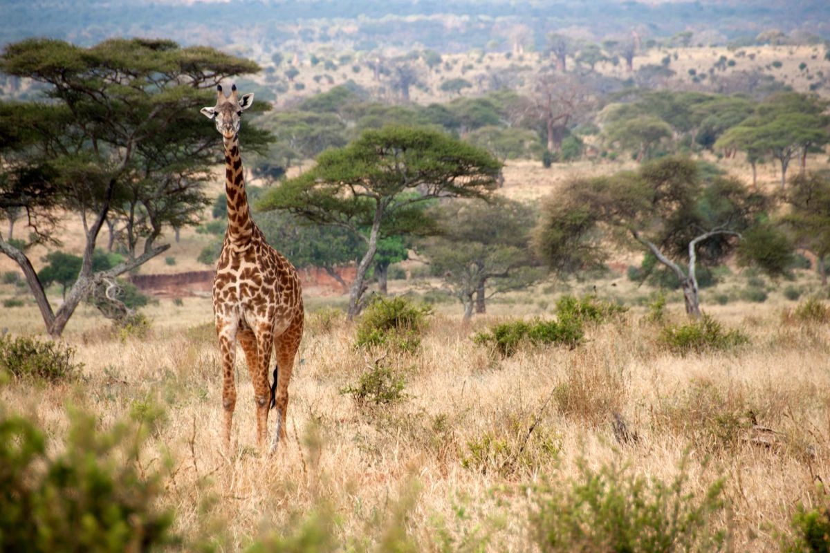safari en Tanzanie