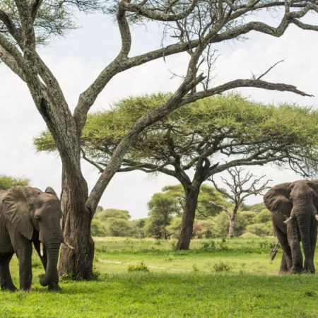 safari en Tanzanie