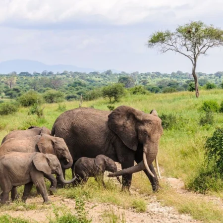 voyage en famille en Tanzanie