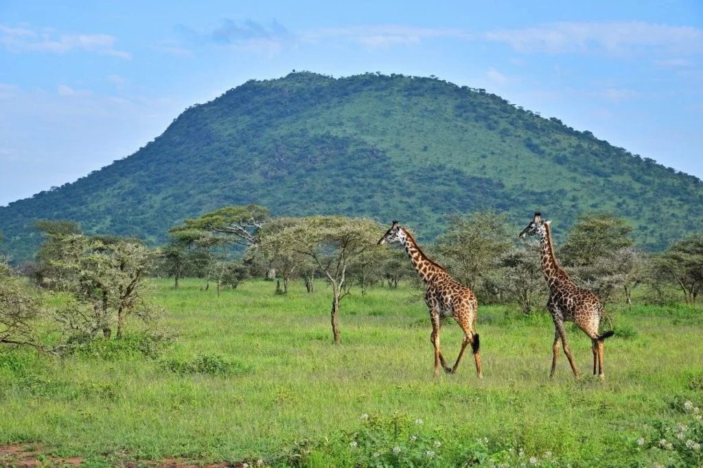 voyage en famille en Tanzanie