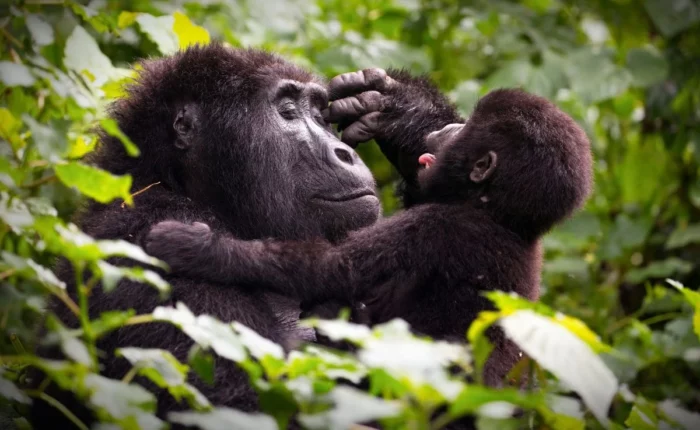 11voyage immersif en Ouganda (3)