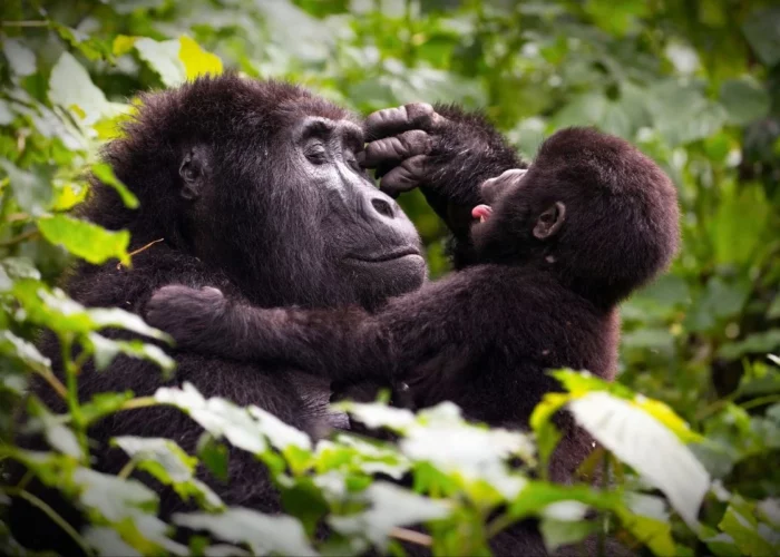 voyage immersif en Ouganda (3)