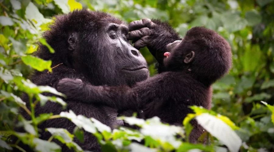 voyage immersif en Ouganda (3)