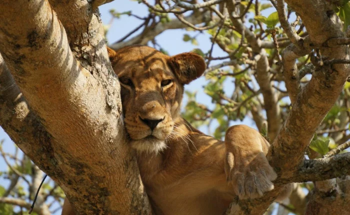 11voyage immersif en Ouganda (3)