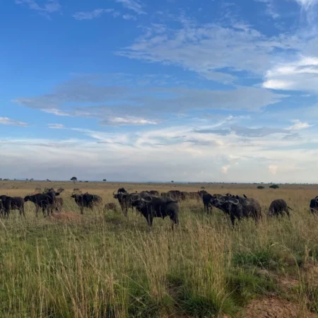 safari Ouganda