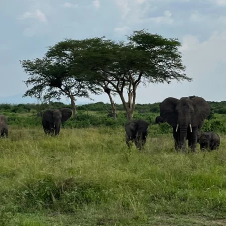 safari Ouganda