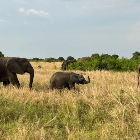 safari Ouganda