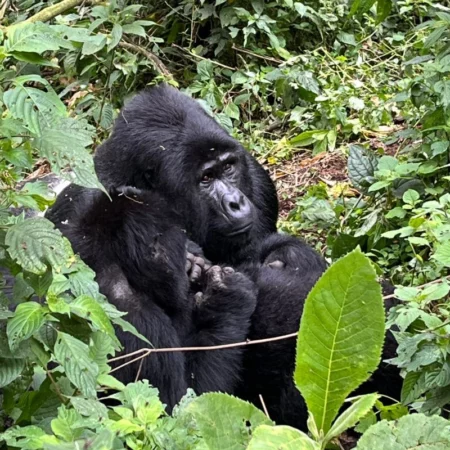 Voyage solidaire Ouganda