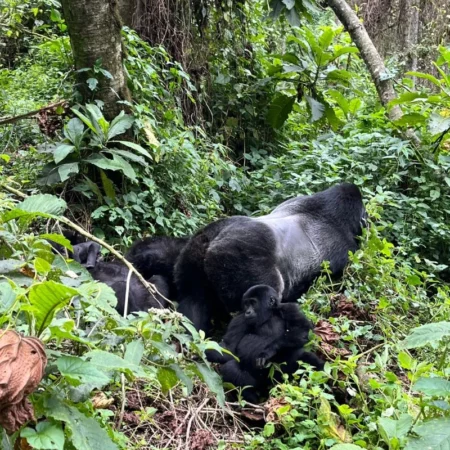 Voyage solidaire Ouganda