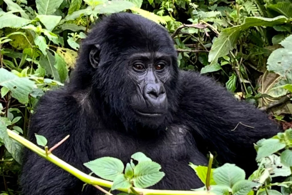 Voyage solidaire Ouganda