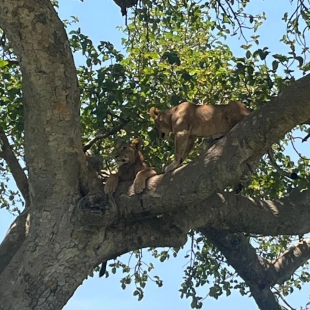safari Ouganda