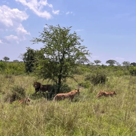 safari Ouganda