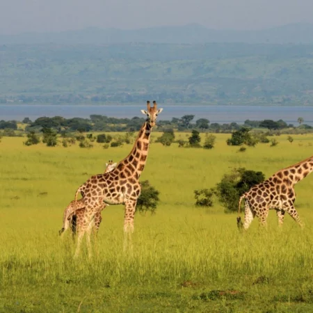 voyage immersif ouganda